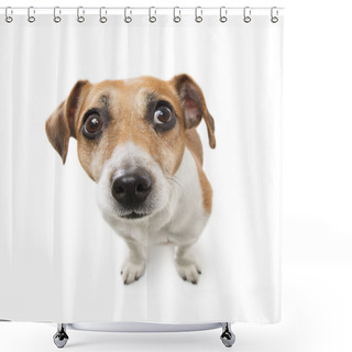 Personality  Cute Small Dog  Jack Russell Terrier Shower Curtains