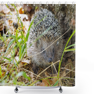 Personality  Face To Face Meet With A Hedgehog In The Forest. European Hedgehog (Erinaceus Europaeus), Also Known As The West European Hedgehog Or Common Hedgehog Shower Curtains