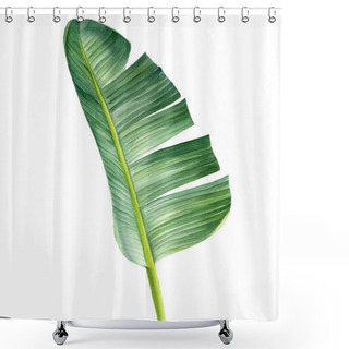 Personality  Banana Palm Leaf On A White Background. Watercolor Hand Painted, Botanical Illustration Shower Curtains
