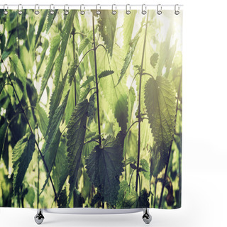Personality  Urtica Dioica, Often Called Common Nettle Or Stinging Nettle Shower Curtains
