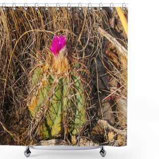 Personality  Flower Echinocactus Horizonthalonius, Turk's Head Cactus In The Texas Desert In Big Bend National Park Shower Curtains