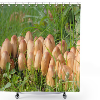 Personality  Coprinus Micaceus, Glimmertintling. Shower Curtains