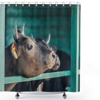 Personality  Brown Cows At Farm Shower Curtains