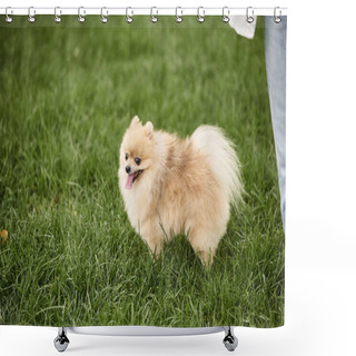 Personality  Furry And Pampered Pomeranian Spitz Walking On Grassy Lawn In Park, Doggy Leisure And Enjoyment Shower Curtains
