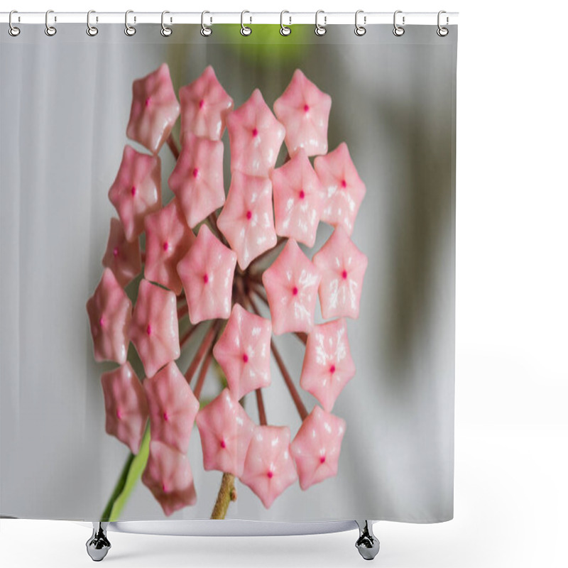 Personality  Hoya lacunosa flowering home plant shower curtains