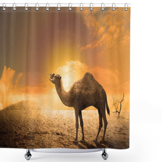 Personality  Camel On The Sand Dunes At Sunset. Heat Wave Concept Shower Curtains