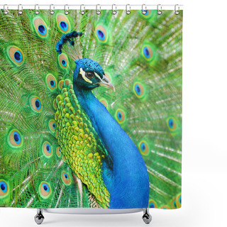 Personality  Portrait Of Beautiful Peacock Shower Curtains