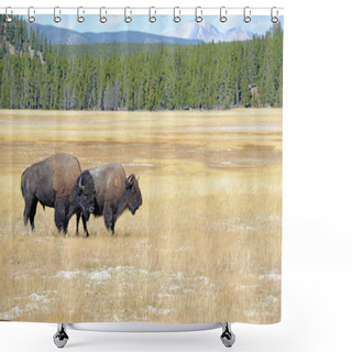 Personality  American Bison, Yellowstone National Park, Rocky Mountains Shower Curtains
