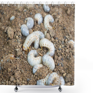 Personality  Beetle Larva (Diloboderus Abderus) Is A Species Of Beetle Shower Curtains