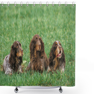 Personality  Picardy Spaniel Dog, A French Breed, Dogs Laying On Grass   Shower Curtains