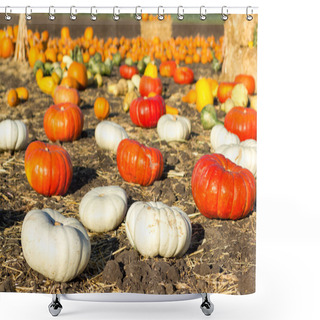 Personality  Pumpkin Patch In California. Shower Curtains