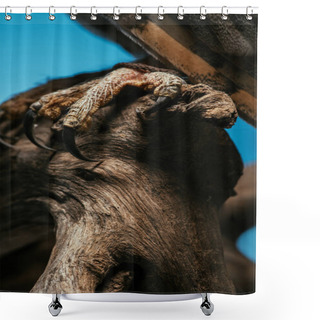 Personality  Cropped View Of Wild Barn Owl Claws On Wooden Branch Isolated On Blue Shower Curtains