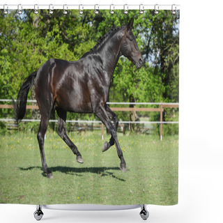 Personality  Nice Black Kwpn Running On Pasturage Shower Curtains