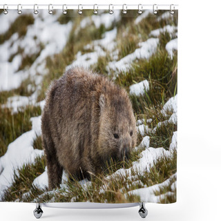 Personality  Wombat Foraging In The Snow At Cradle Mountain National Park, Tasmania Shower Curtains