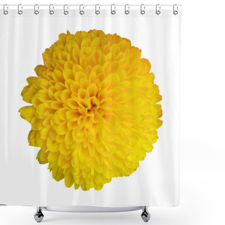 Personality  Beautiful Yellow Chrysanthemum Flower Isolated On White Background. Natural Floral Background. Floral Design Element Shower Curtains