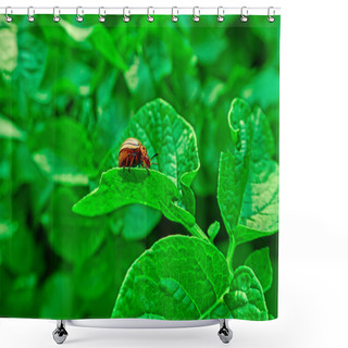 Personality  Colorado Beetle On Green Potato Leaf Shower Curtains