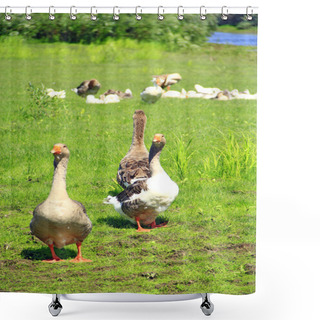 Personality  Geese On Meadow Near River. Flight Of White House Geese On Green Grass Of Meadow. Farm Birds. Grey Geese On Grass. Domestic Birds On Pasture In Summer Shower Curtains
