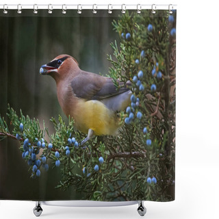 Personality  A Cedar Waxwing Eating A Blue Berry Off An Evergreen Tree In The Shower Curtains