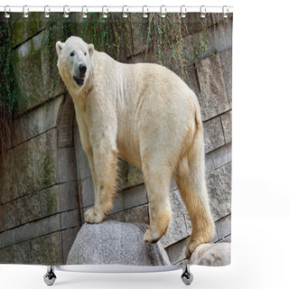 Personality  White Polar Bear At The Zoo Shower Curtains