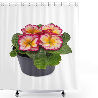 Personality  Potted 'Primula Acaulis Scentsation' Primrose Flowers On White Background Shower Curtains