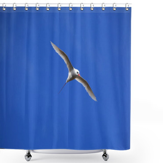 Personality  Red Billed Tropicbird Shower Curtains