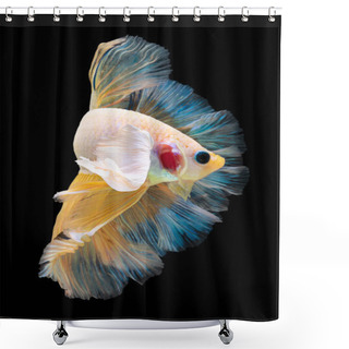 Personality  Beautiful Movement Of Red Blue  Betta Fish, Siamese Fighting Fish, Betta Splendens, Half Moon Betta Of Thailand, Isolated On Black Background. Shower Curtains