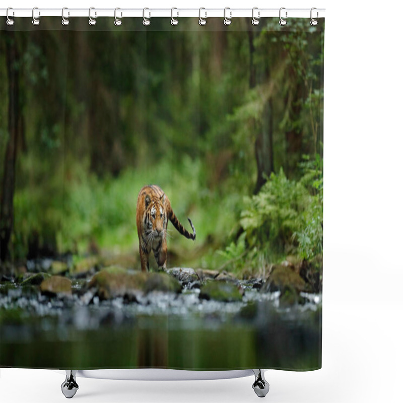 Personality  Amur Tiger Walking In River  Shower Curtains