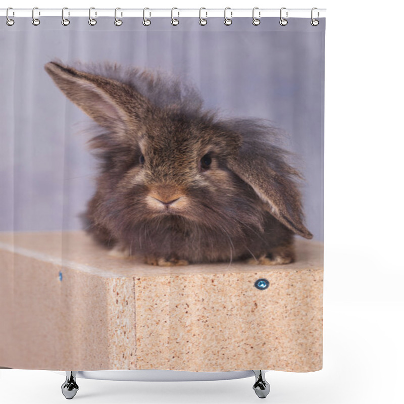 Personality  Lion Head Rabbit Bunny Lying On A Wood Box Shower Curtains