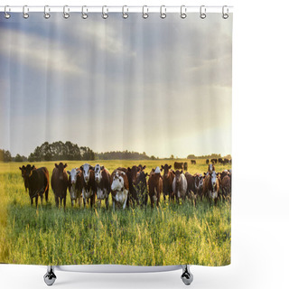 Personality  Group Of Cows Looking At The Camera, Pampas, Argentina Shower Curtains