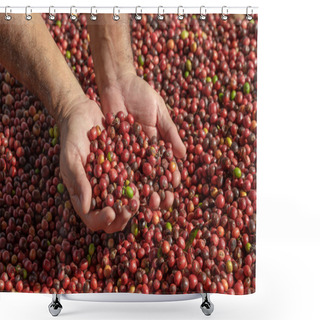 Personality  Fresh Arabica Red Coffee Beans Berries In Han Shower Curtains