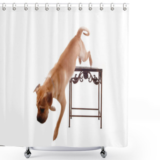 Personality  Gog Jumping. Shower Curtains