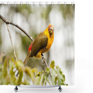 Personality  Saffron Toucanet - Toucans In Brazilian Rainforest Shower Curtains