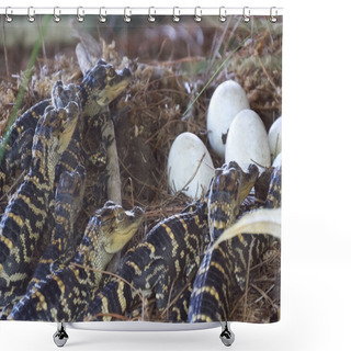 Personality  Newborn Alligator Near The Egg Laying In The Nest. Shower Curtains