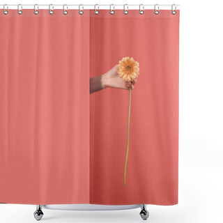 Personality  Close-up Shot Of Woman Sticking Out Yellow Gerbera Flower Behind Wall On Red Shower Curtains