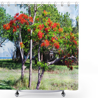Personality  Royal Poinciana Tree In Australia Shower Curtains