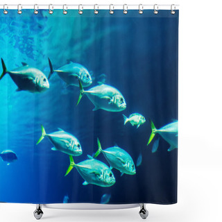 Personality  School Of Fishes Shower Curtains