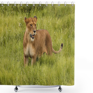 Personality  Wild Lioness With Open Mouth Standing Outdoors In Natural Environment  Shower Curtains