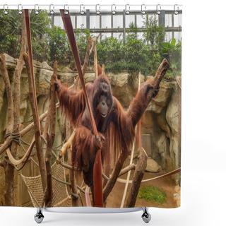 Personality  Orangutan In A Zoo Shower Curtains