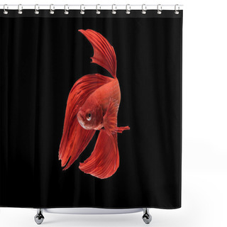 Personality  Beautiful Movements Of The Siamese Fighting Fish. Shower Curtains