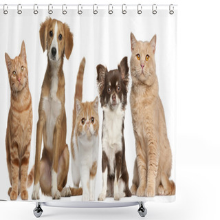 Personality  Group Of Cats And Dogs In Front Of White Background Shower Curtains