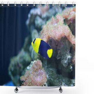 Personality  Bicolor Angelfish (Centropyge Bicolor) Shower Curtains
