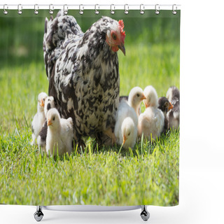 Personality  Hen With Chicks Shower Curtains