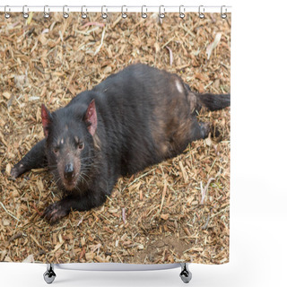 Personality  Endangered Tasmanian Devil Lying Down Shower Curtains