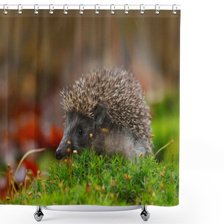 Personality  West European Hedgehog Shower Curtains