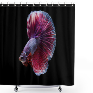Personality  Siamese Betta Fish Movement On Black Background Shower Curtains