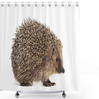 Personality  European Hedgehog, Erinaceus Europaeus Shower Curtains