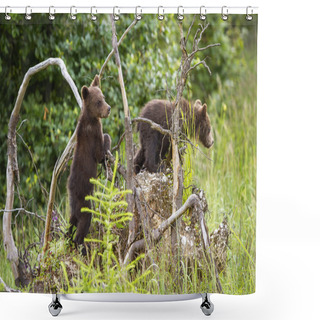 Personality  Two Brown Bear Cubs Climbing Uprooted Tree In Forest Shower Curtains