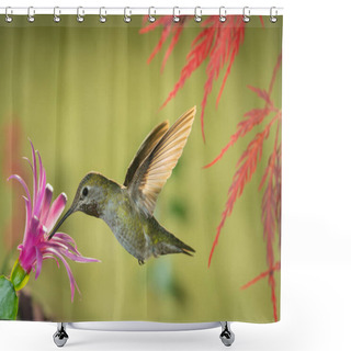 Personality  Female Hummingbird Visiting Pink Flower Under Red Dragon Japanese Maple Shower Curtains