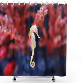 Personality  A Seahorse (Hippocampus) Swimming Shower Curtains