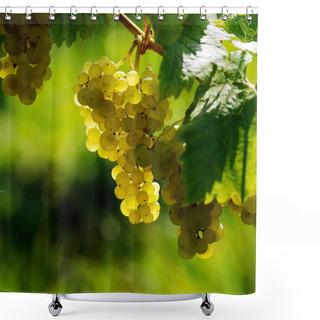Personality  White Grape Shower Curtains